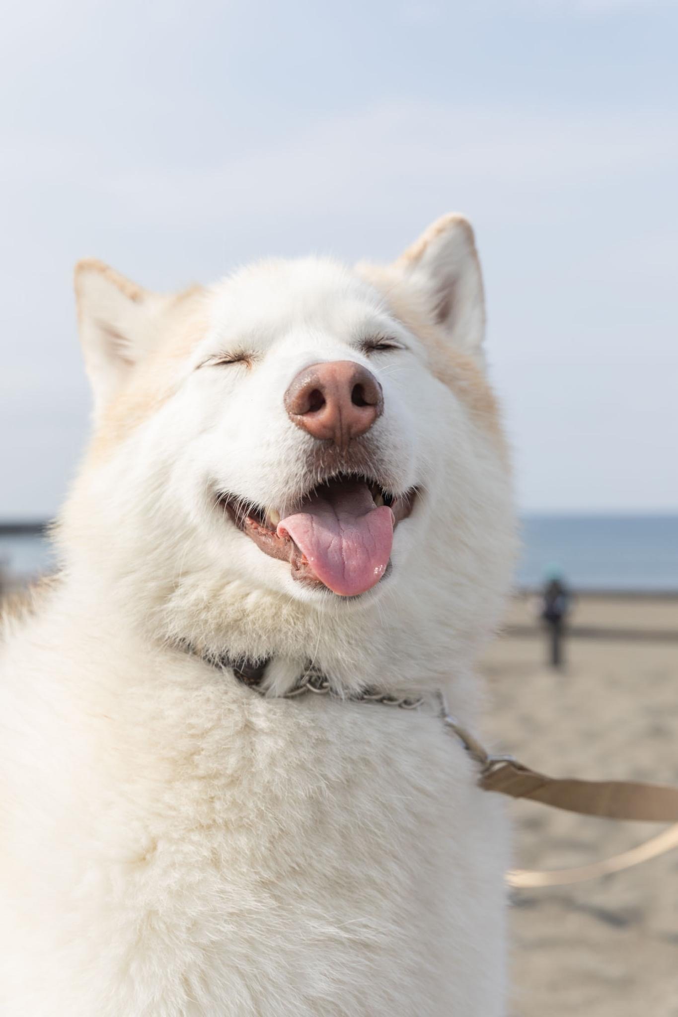 動物　海　ポートレート　笑顔　犬　ハスキー